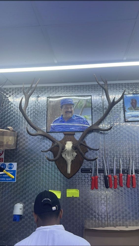 The shop's back wall, a mounted stag skull and antlers above a magnetic rack of butcher's knives.