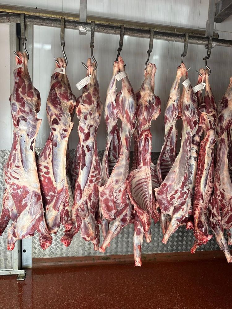 Whole lamb carcasses hanging on hooks in the shop's walk-in chiller.